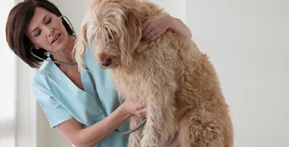 Veterinarian practice